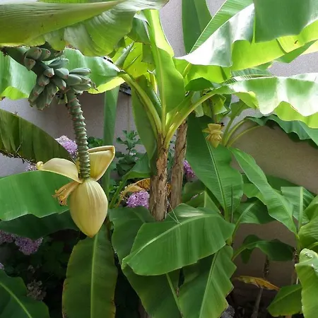 Lili アパート マリ・ロシニュ